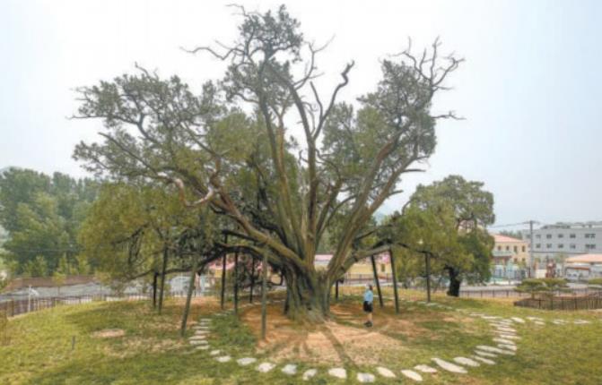 北京明年再建20處古樹公園 探索本體與生境統一保護模式