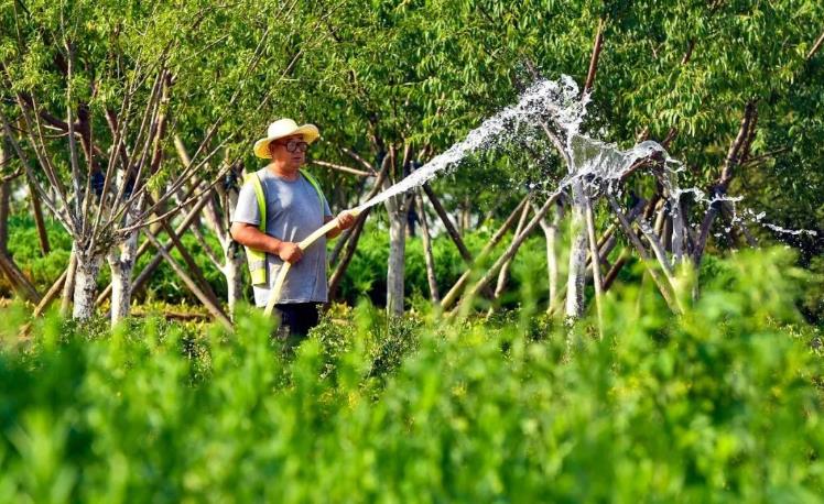 襄陽園林綠化公司對于養護技術要點分享